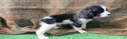 English Springer Spaniel dogs for sale: Davey Jones  - Ad 3