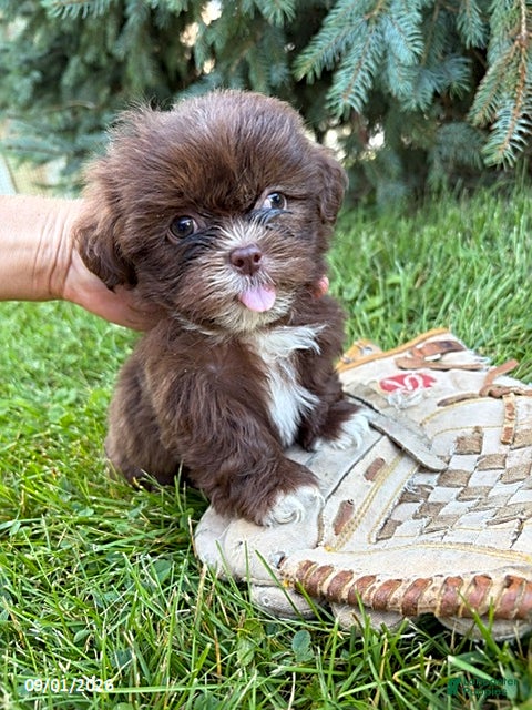 Shih Tzu dogs Lainey - Ad 2