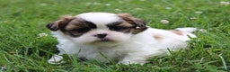 Shih Tzu dogs for sale: Layla - Ad 1