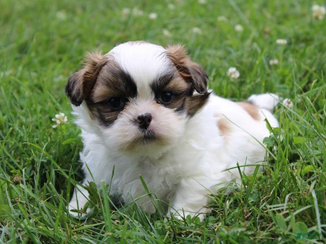 Shih Tzu dogs for sale: Layla - Ad 1