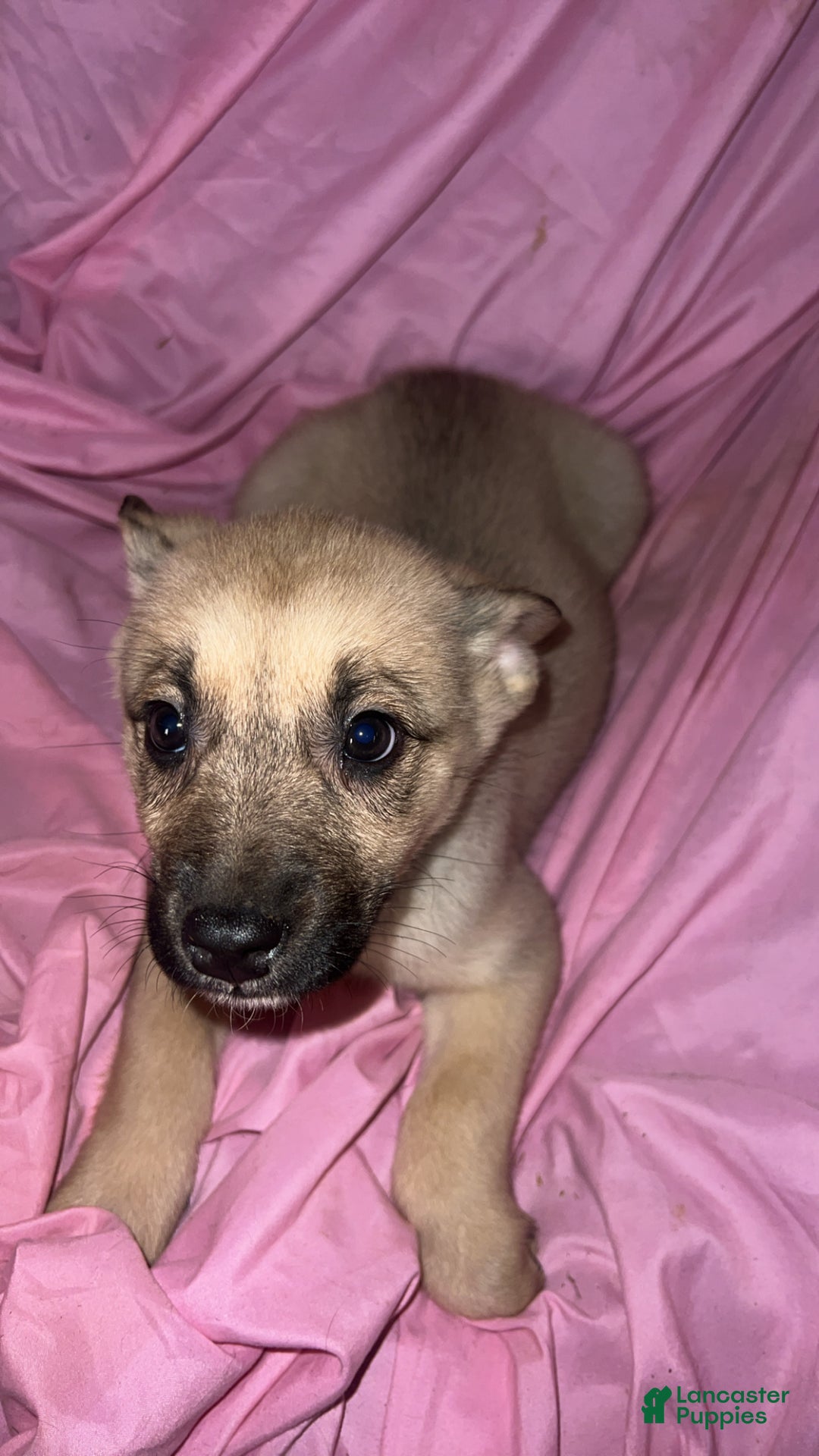 Mixed Breed dogs for sale: Girl 4 - Ad 2