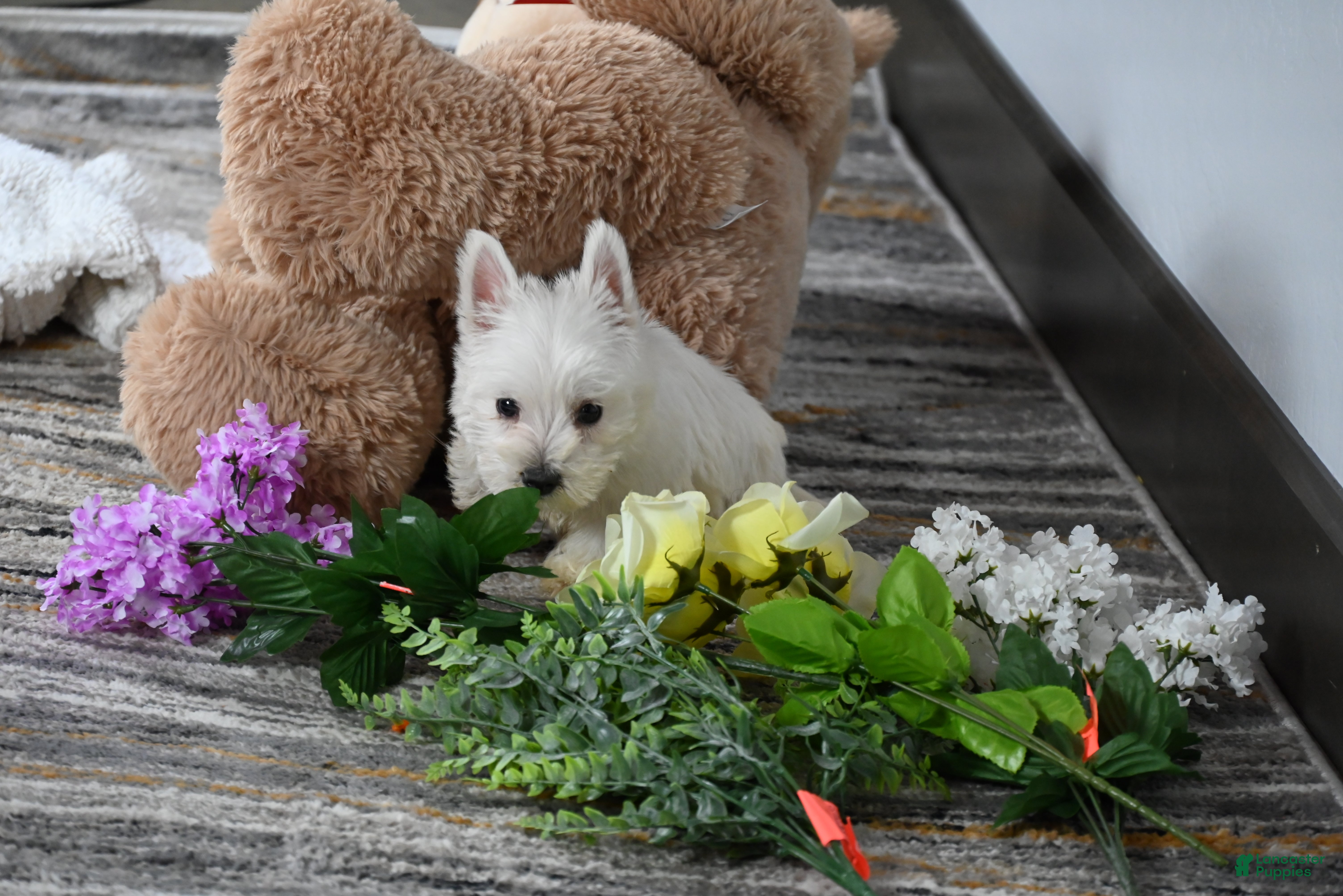 West Highland Terrier dogs Willis - Ad 2