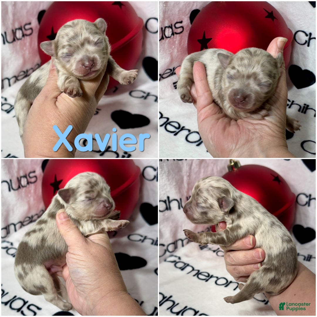 Chihuahua dogs for sale: Xavier Lavender Merle LC - Ad 1