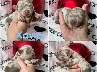 Chihuahua dogs Xavier Lavender Merle LC - Ad 15