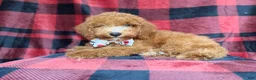Cockapoo dogs for sale: Peter - Ad 8