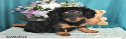 Miniature Dachshund dogs for sale: Archie - Ad 5