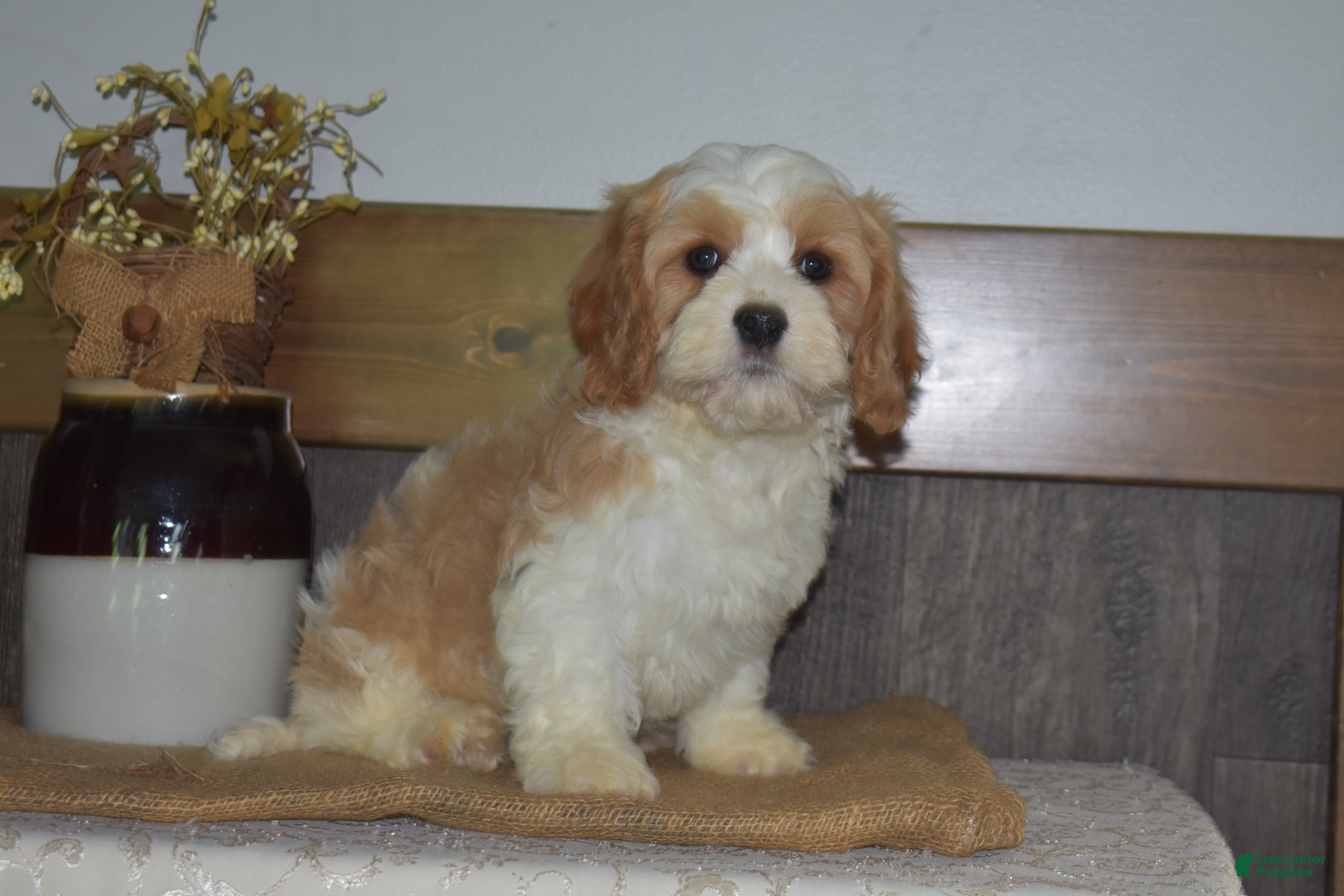 Cavapoo dogs Larry - Ad 2