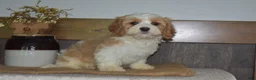 Cavapoo dogs for sale: Larry - Ad 2