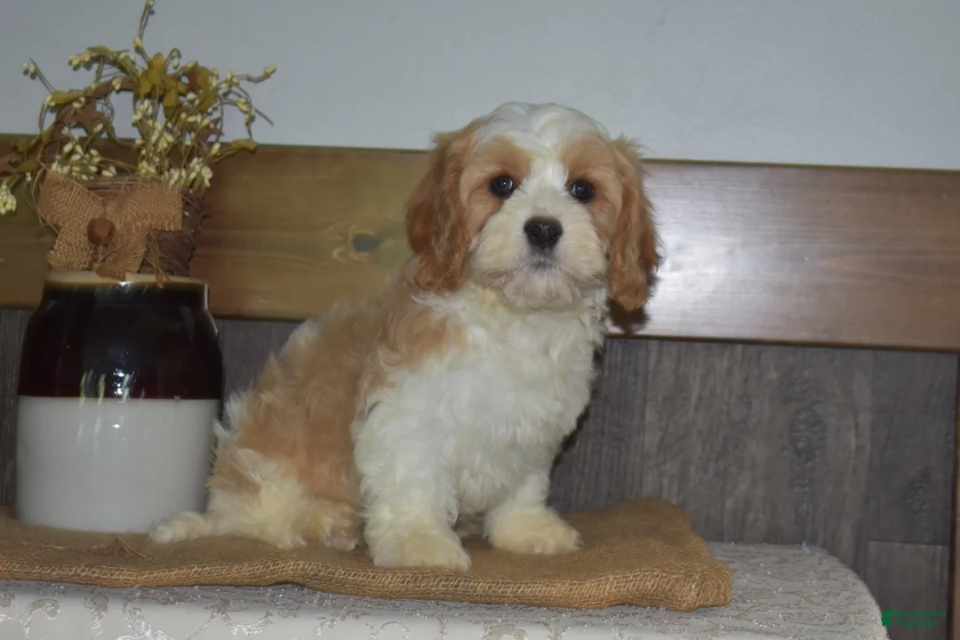 Cavapoo dogs for sale: Larry - Ad 2