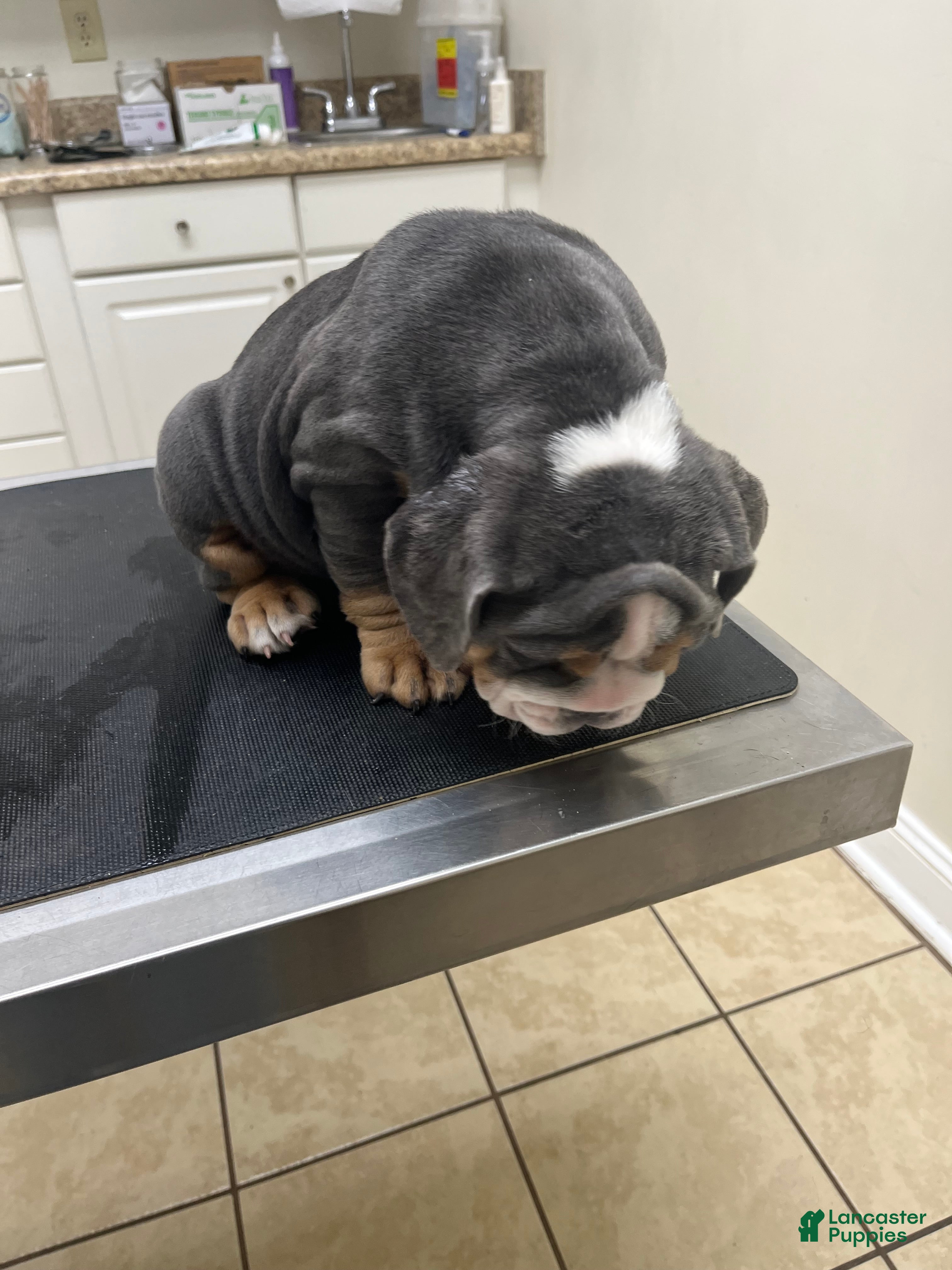 English Bulldog dogs for sale: English Bulldog Puppy 3 - Ad 2