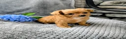Chipoo dogs for sale: Bella - Ad 3