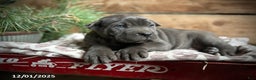 Cane Corso dogs for sale: Roscoe - Ad 2