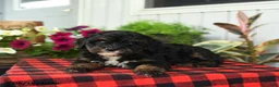 Mini Bernedoodle dogs for sale: Regina - Ad 4