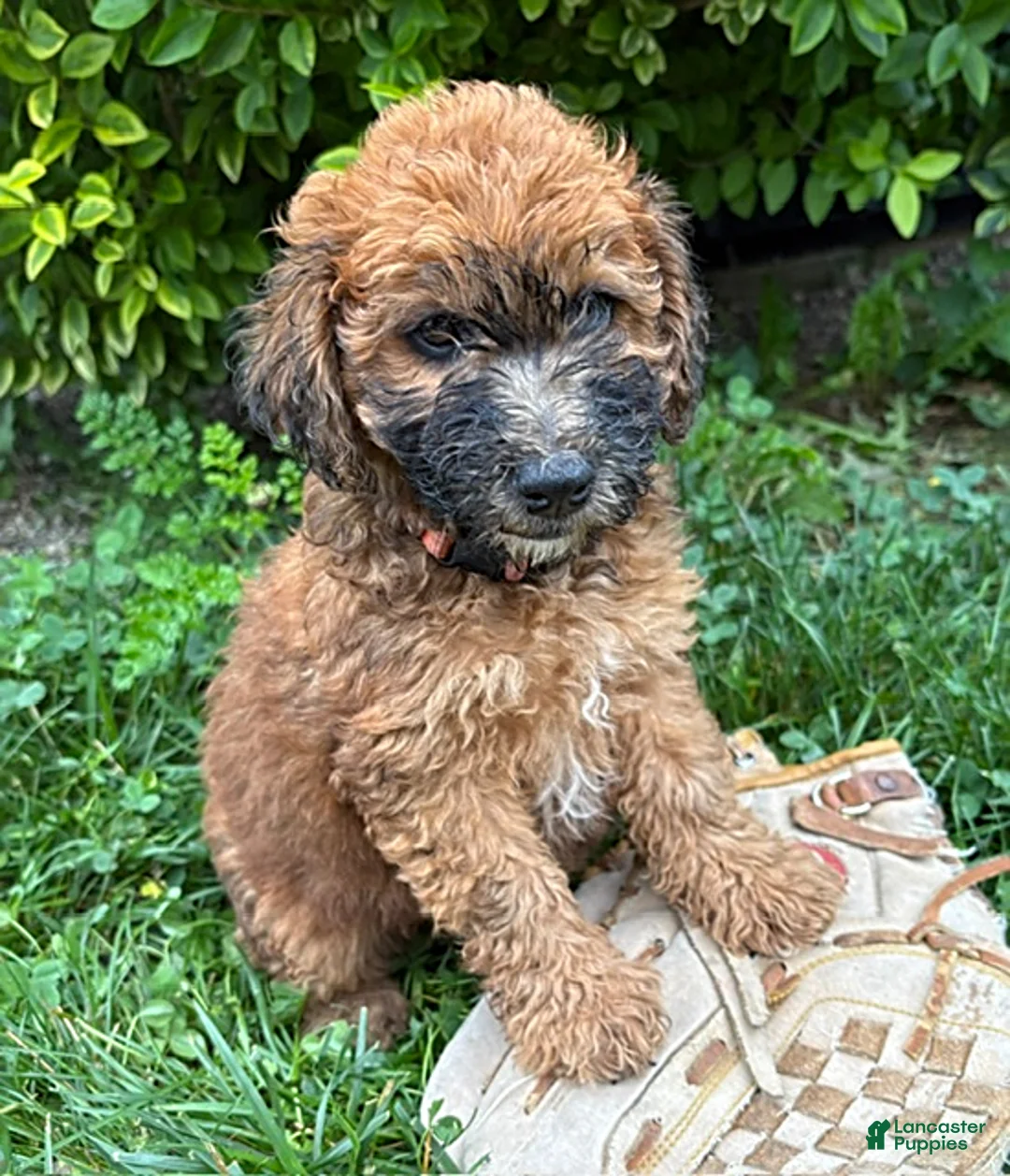 Whoodle dogs for sale: Harlow - Ad 2