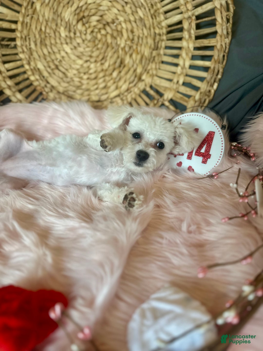 Maltipoo dogs for sale: Mopsie - Ad 14