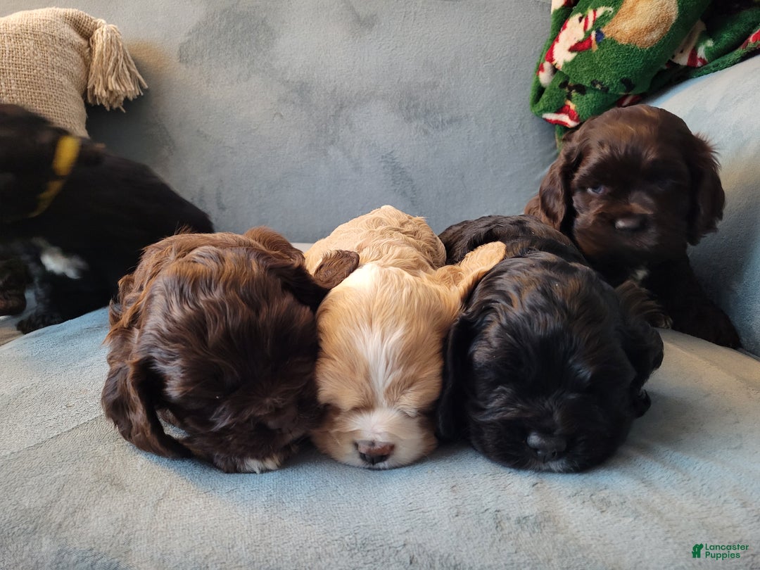 Cocker Spaniel dogs for sale: Cocker Spaniel Puppy 6 - Ad 3
