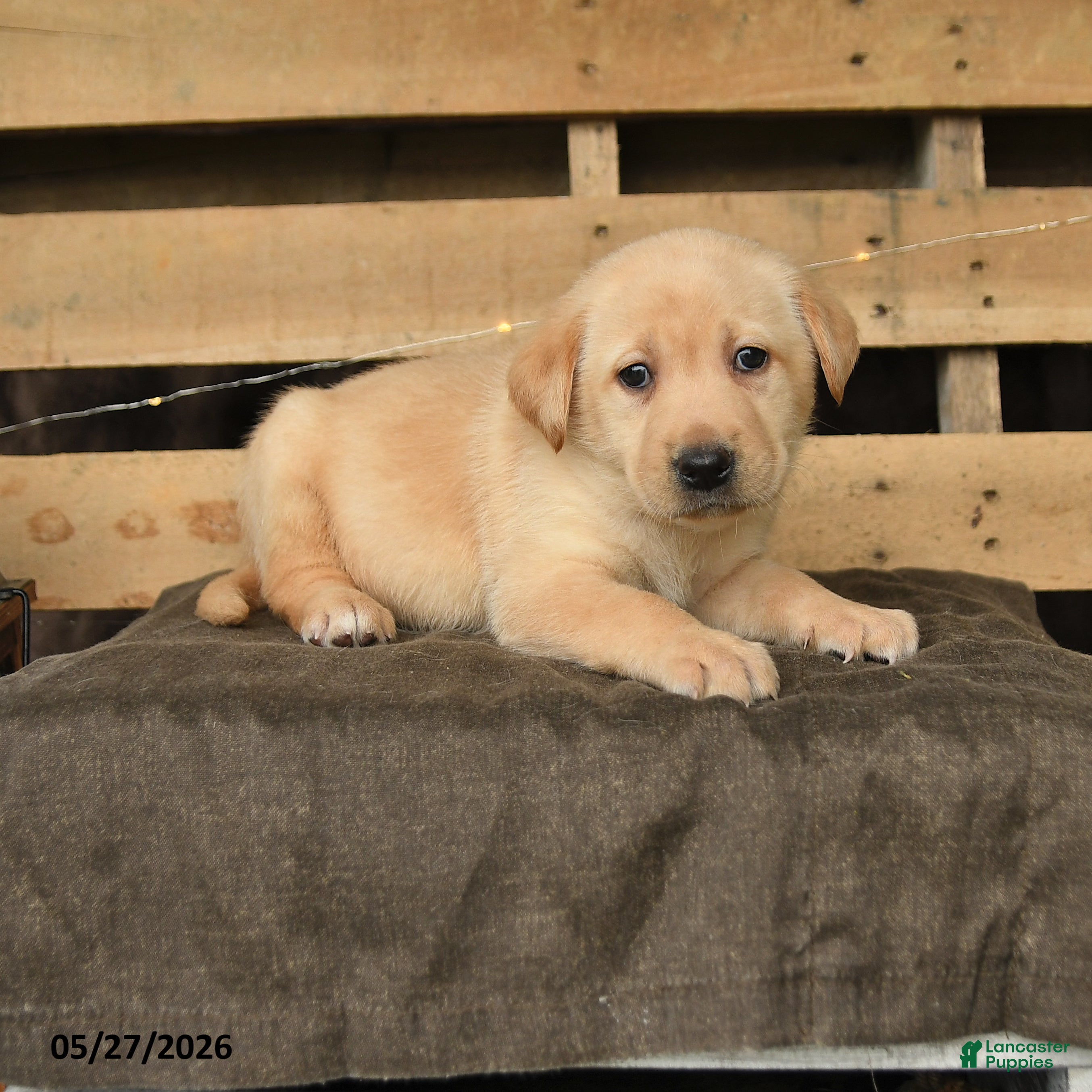 Labrador Retriever dogs Felicity - Ad 1