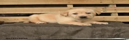 Labrador Retriever dogs for sale: Felicity - Ad 1
