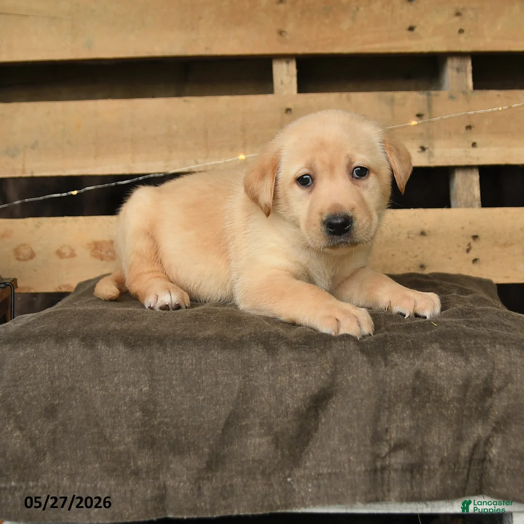 Labrador Retriever dogs for sale: Felicity - Ad 1