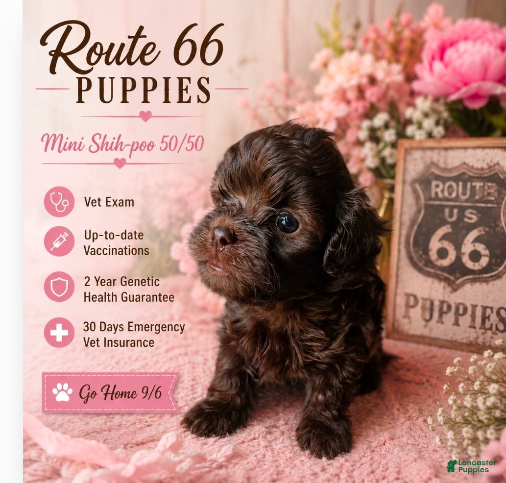 Shihpoo dogs Bella - Ad 1