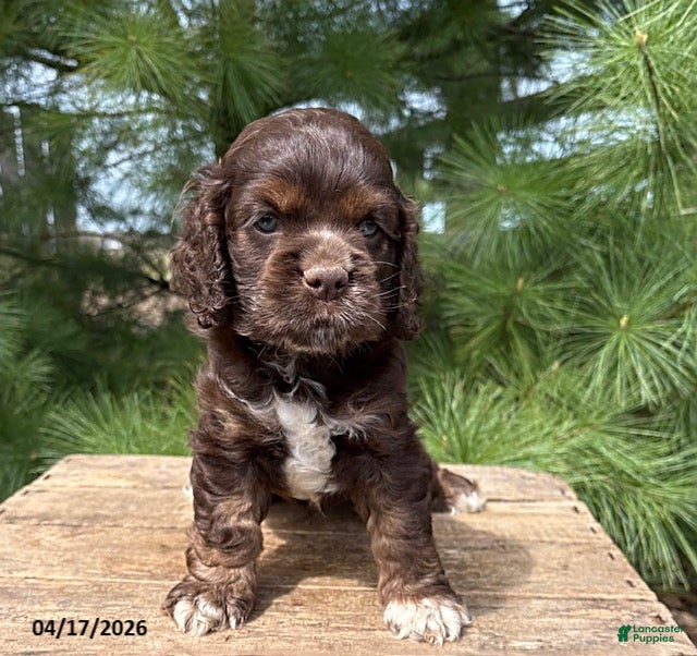 Cocker Spaniel dogs Darcy - Ad 1