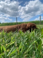 Irish Setter dogs Morgan - Ad 5