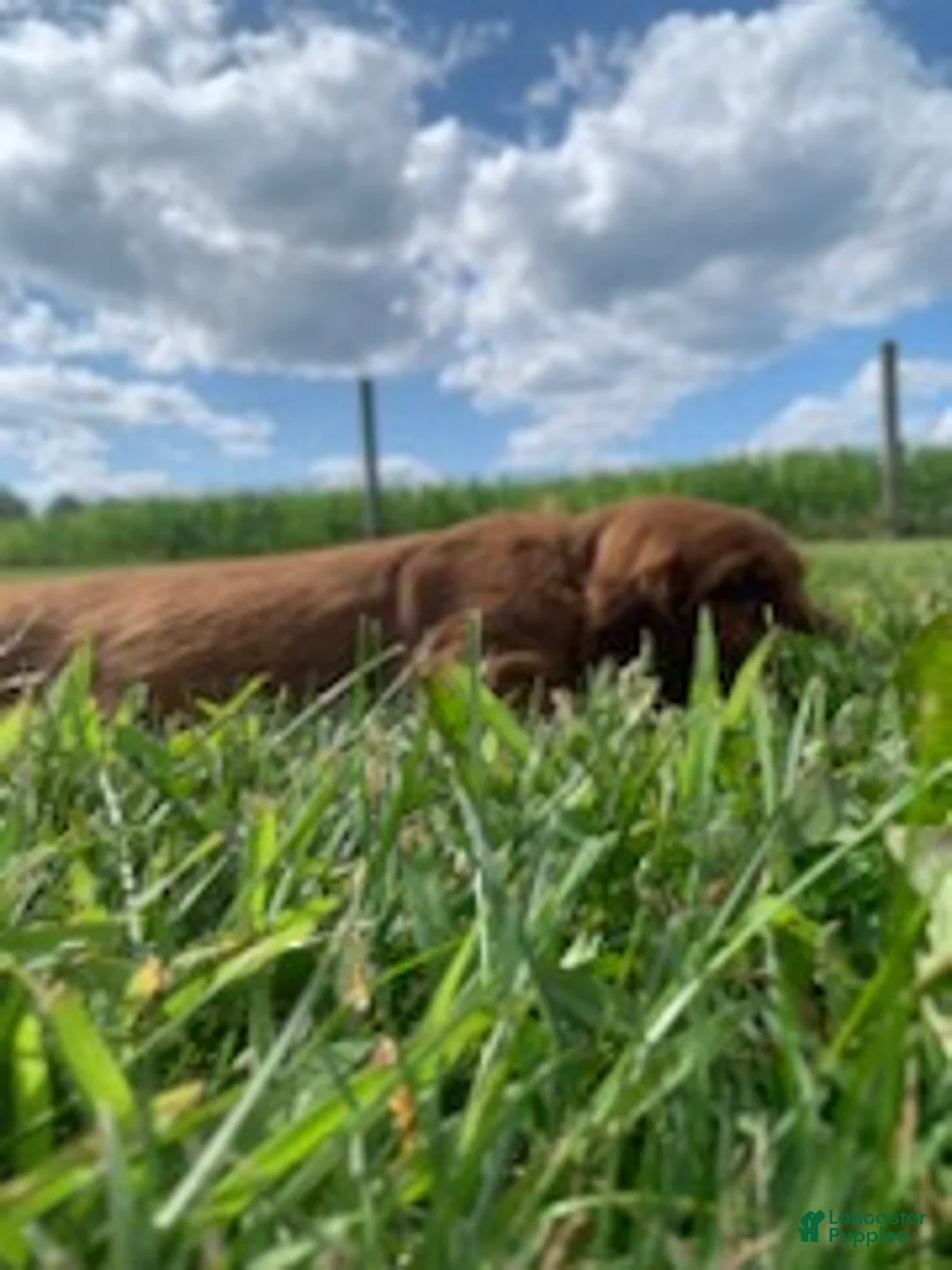Irish Setter dogs for sale: Morgan - Ad 1