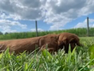 Irish Setter dogs Morgan - Ad 5