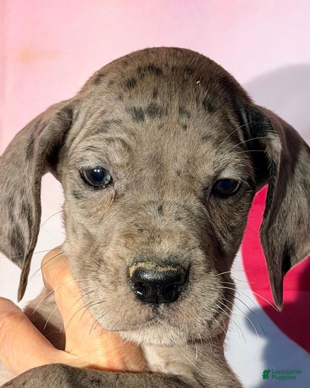 Great Dane dogs for sale: AUDREY - BLACK MERLE - Ad 1
