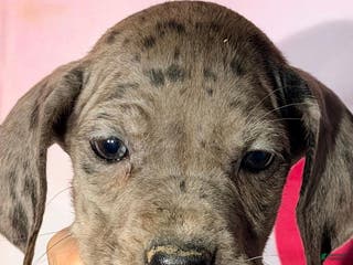 Great Dane dogs AUDREY - BLACK MERLE - Ad 33