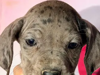 Great Dane dogs AUDREY - BLACK MERLE - Ad 36