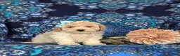 Bichpoo dogs for sale: Susie Hypoallergenic - Ad 5