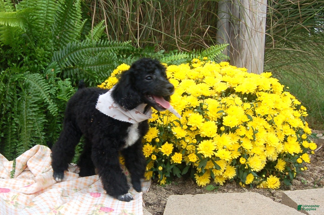 Miniature Poodle dogs for sale: Miniature Poodle Puppy 7 Andy - Ad 9