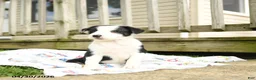 Border Collie dogs for sale: Harriet - Ad 3
