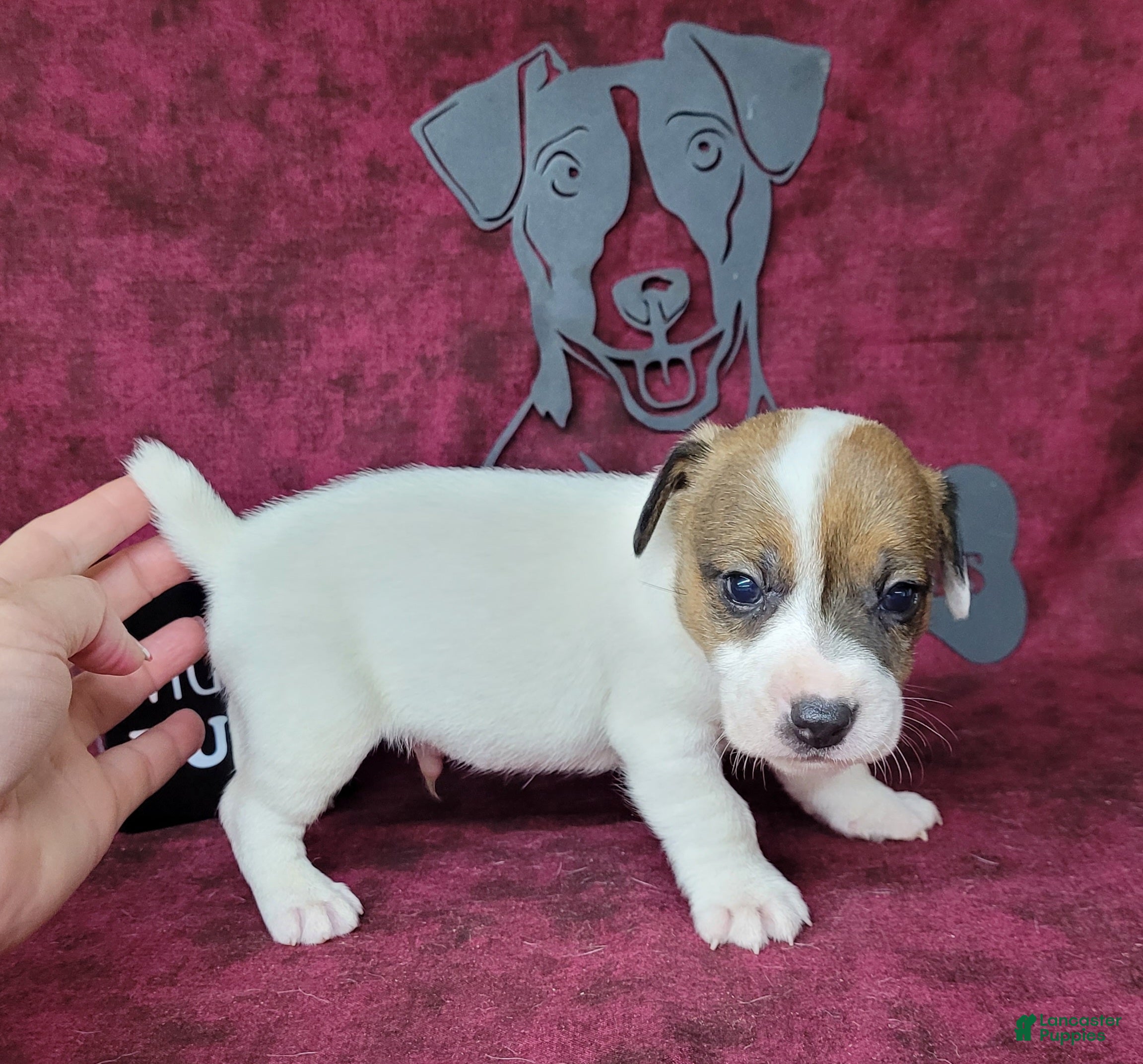 Jack Russell Terrier dogs Pax CKC male Delivery Available  - Ad 1