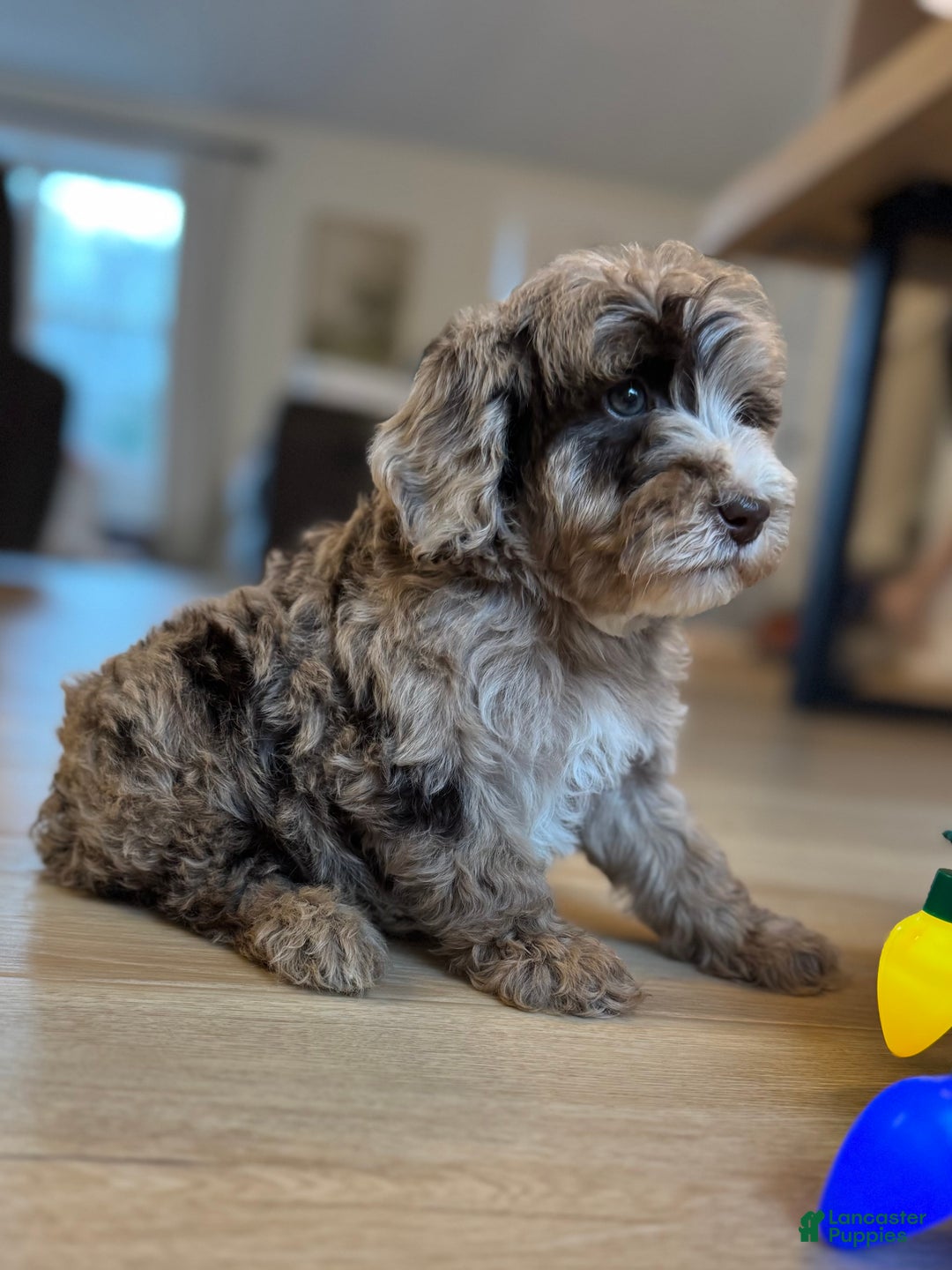 Mini Goldendoodle dogs for sale: Winston - Ad 1