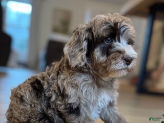 Mini Goldendoodle dogs Winston - Ad 12