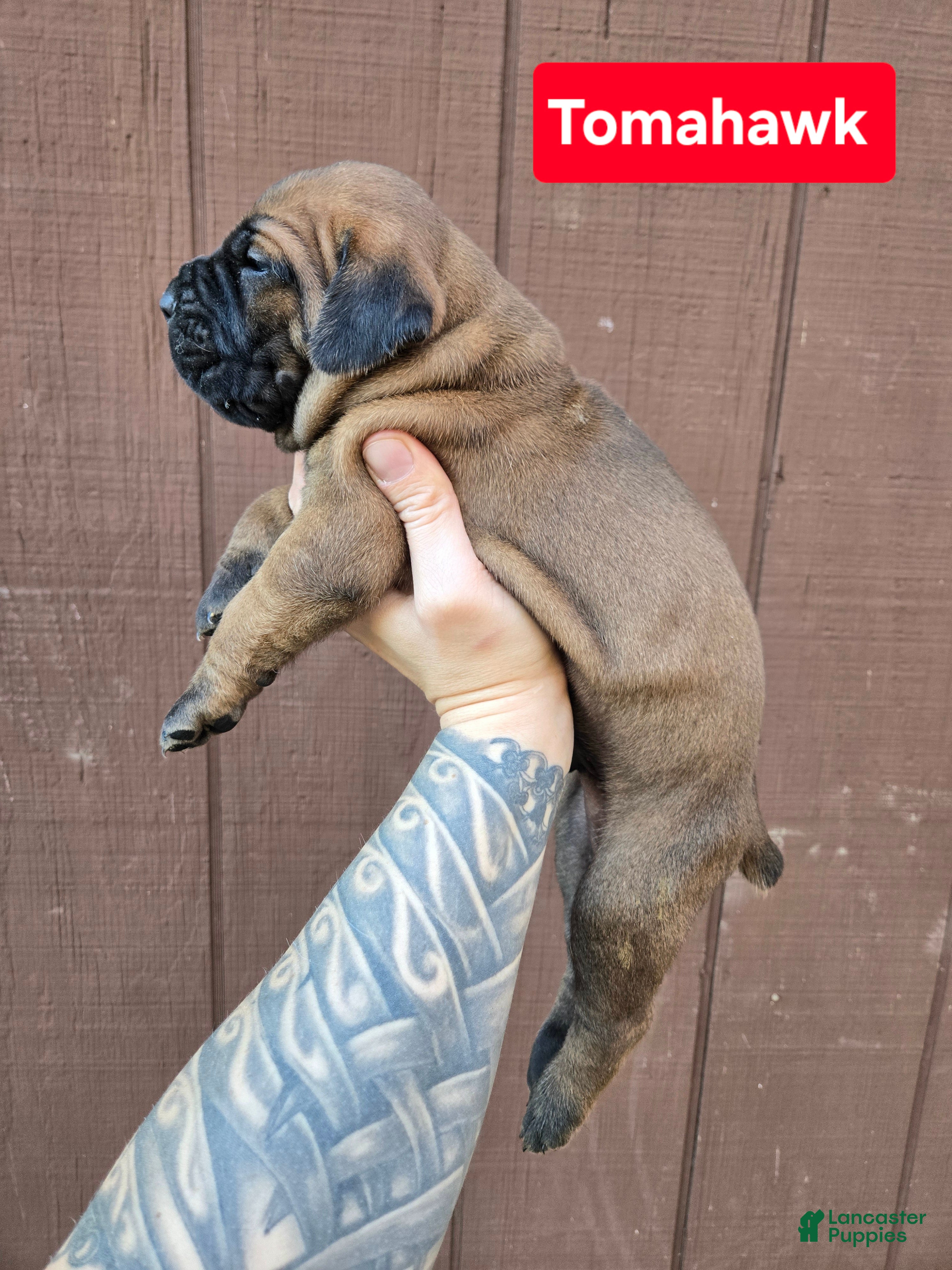 Cane Corso dogs for sale: Tomahawk  - Ad 2