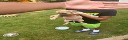 American Bully dogs for sale: American Bully 4 - Ad 3