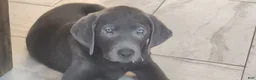 Labrador Retriever dogs for sale: Labrador Retriever Violet - Ad 2