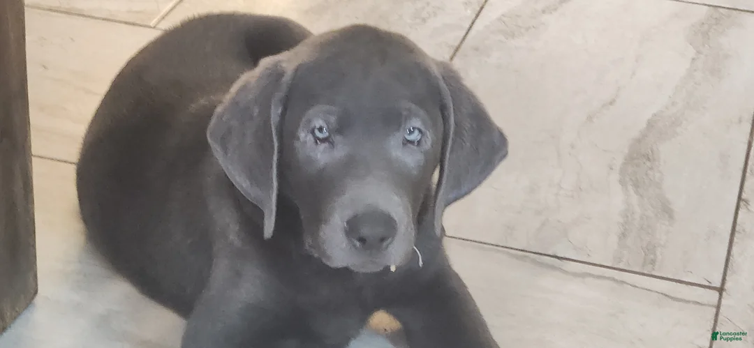 Labrador Retriever dogs for sale: Labrador Retriever Violet - Ad 2