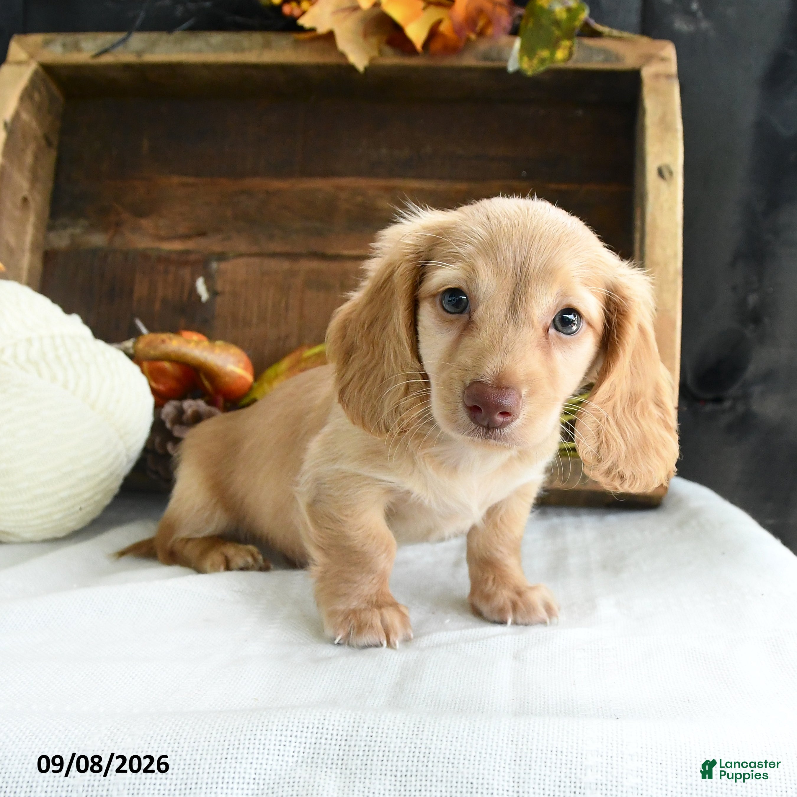 Miniature Dachshund dogs Conrad - Ad 1