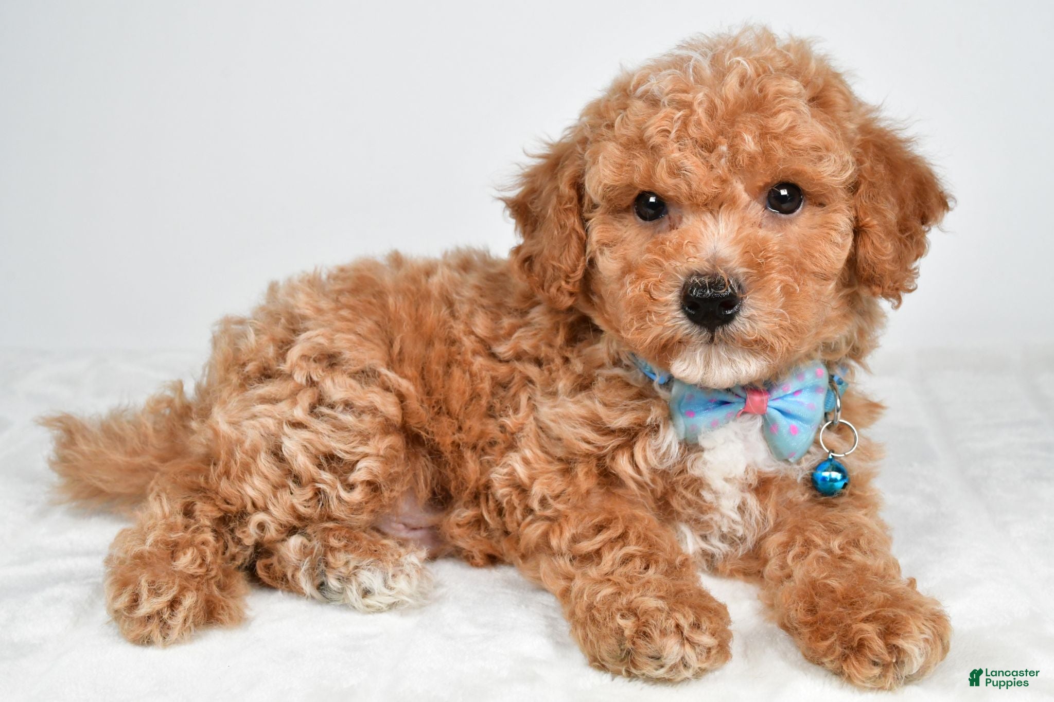 Bichpoo dogs Samson - Ad 1