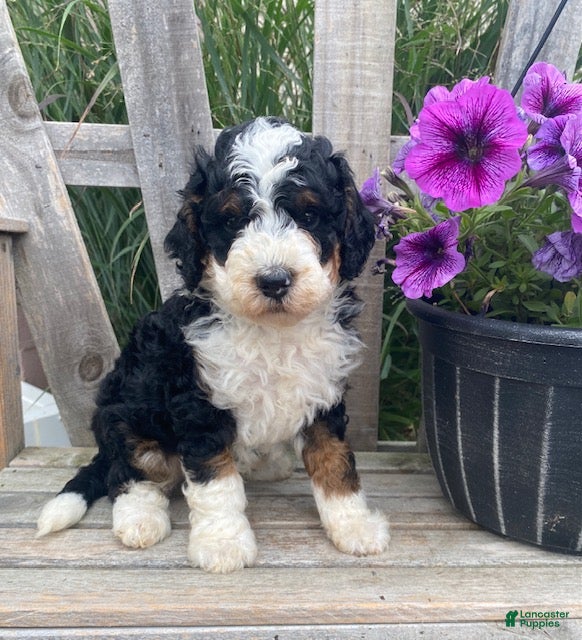 Mini Bernedoodle dogs Kirby - Ad 1