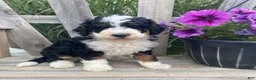 Mini Bernedoodle dogs for sale: Kirby - Ad 1