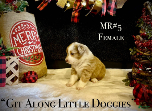 Australian Shepherd dogs MR#5 - Ad 15