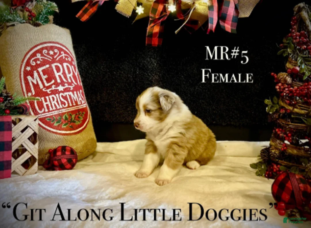 Australian Shepherd dogs for sale: MR#5 - Ad 1