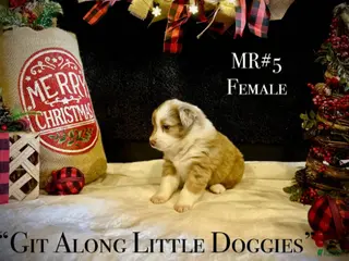 Australian Shepherd dogs MR#5 - Ad 30