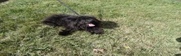 Pomapoo dogs for sale: Pomapoo 1 Melanie - Ad 2