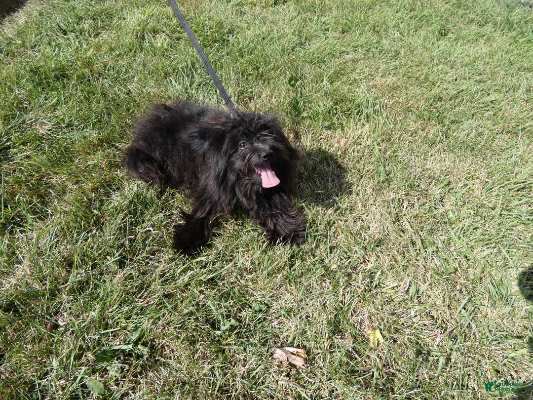 Pomapoo dogs for sale: Pomapoo 1 Melanie - Ad 2